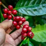 Cerezas de Café Origen América